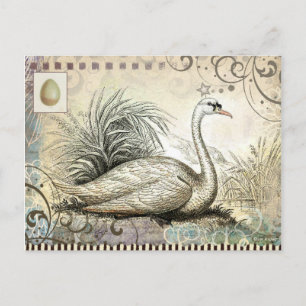 Swan Graphic Postkarte