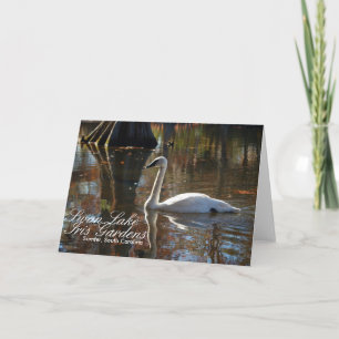 Swan Greeting Card Karte