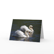 Swan Greetings Card