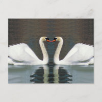 Swan Heart Postkarten