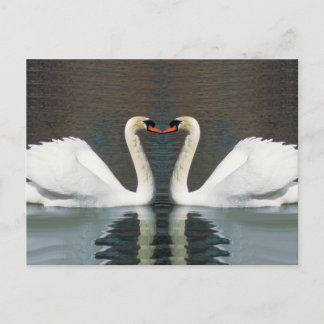 Swan Heart Postkarten