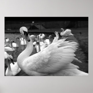 Swan im Park auf der Insel Barry Poster