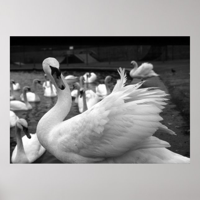 Swan im Park auf der Insel Barry Poster (Vorne)