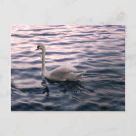 Swan in Dusk Postkarte