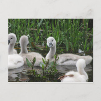 Swan in Wonder Postkarte