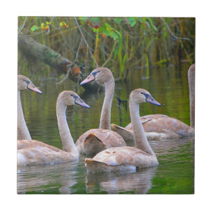 Swan Keramik Tile Fliese