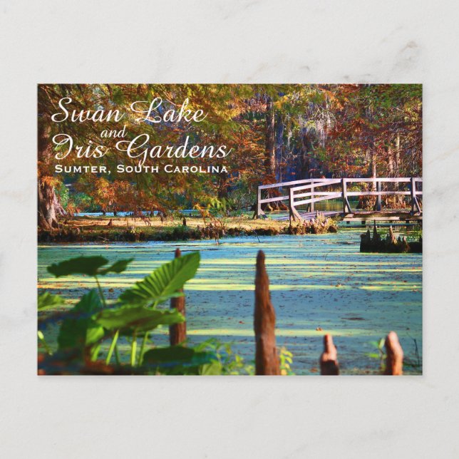 Swan Lake Iris Gardens, Sumter, South Carolina Postkarte (Vorderseite)