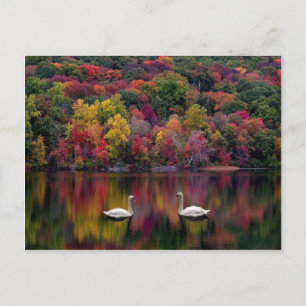 Swan Lake Postcard Postkarte