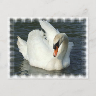 Swan Lake Postkarte