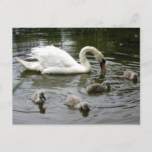 Swan Lake Postkarte (Vorderseite)
