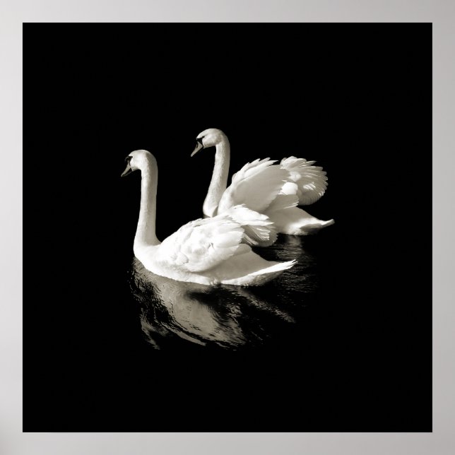 Swan Lake - Schwarz-Weiß-Poster Poster (Vorne)