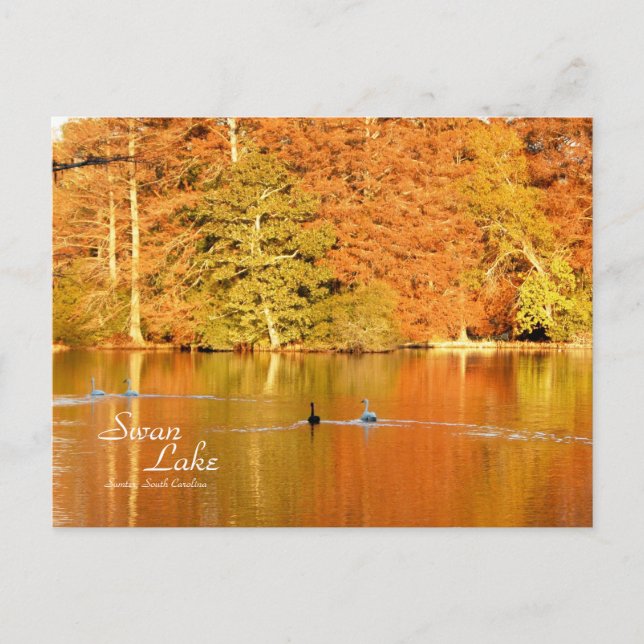 Swan Lake, Sumter SC Postkarte (Vorderseite)