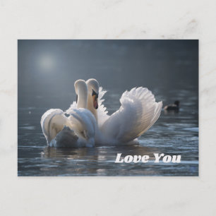 Swan-Liebe- Postkarte