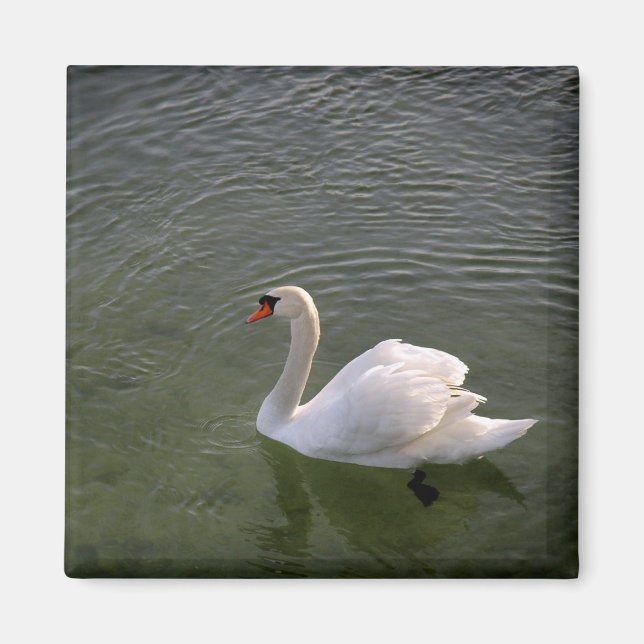 Swan Magnet (Vorne)