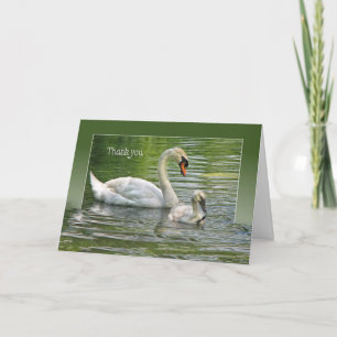 Swan mit Cygnet in Wasser für danke
