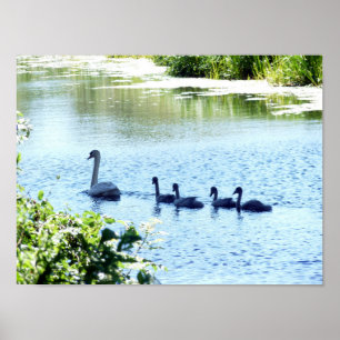 Swan mit Cygnets am Fluss. Poster