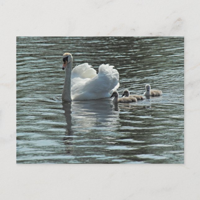 Swan mit Cygnets Roath Park Lake, Cardiff, Wales. Postkarte (Vorderseite)