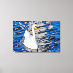 Swan mit Reflections Leinwanddruck