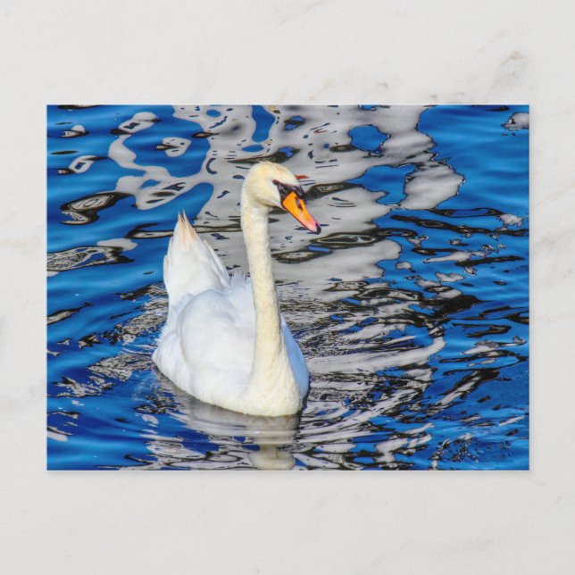 Swan mit Reflections Postkarte (Vorderseite)
