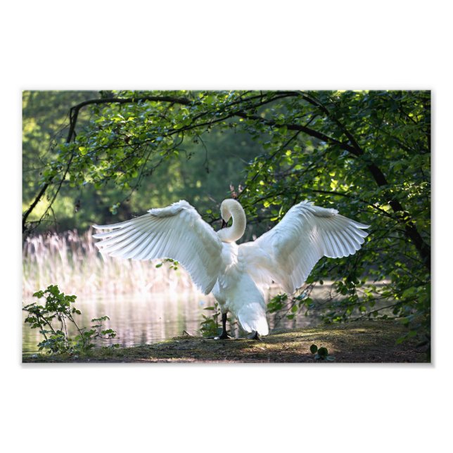 Swan mit Wings Spread Fotodruck (Vorne)