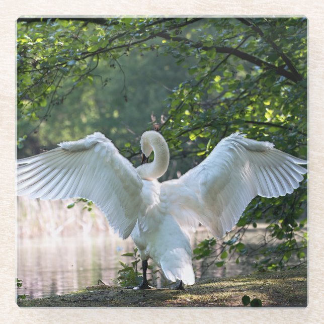 Swan mit Wings Spread Glasuntersetzer (Vorderseite)