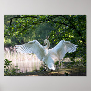 Swan mit Wings Spread Poster