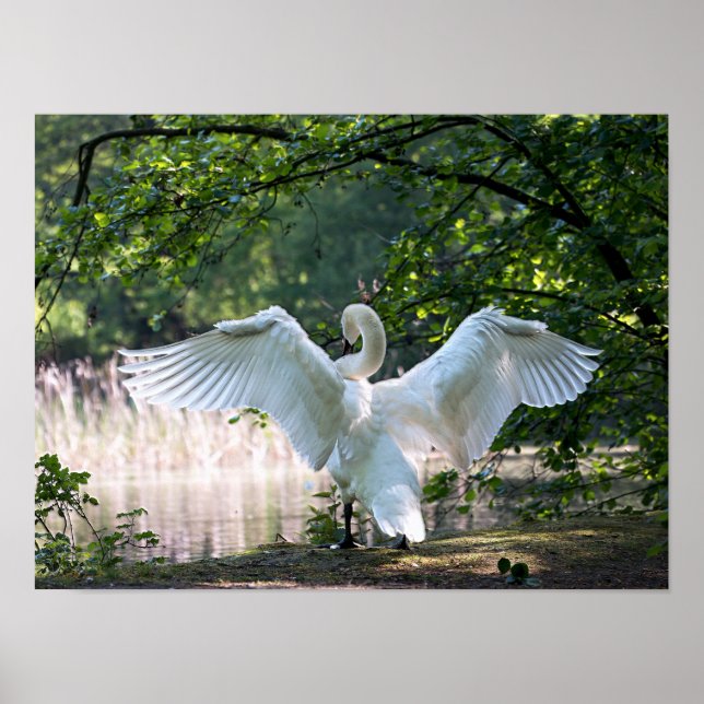 Swan mit Wings Spread Poster (Vorne)