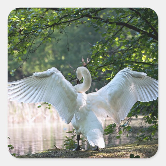 Swan mit Wings Spread Quadratischer Aufkleber (Vorderseite)