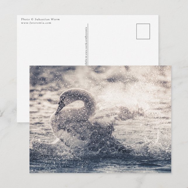 Swan Nature Foto Postkarte (Vorne/Hinten)
