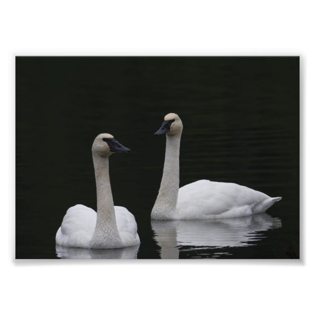 Swan Pair Anacortes ACFL Fotodruck (Vorne)