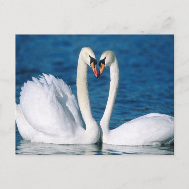 Swan Postcard Postkarte (Vorderseite)