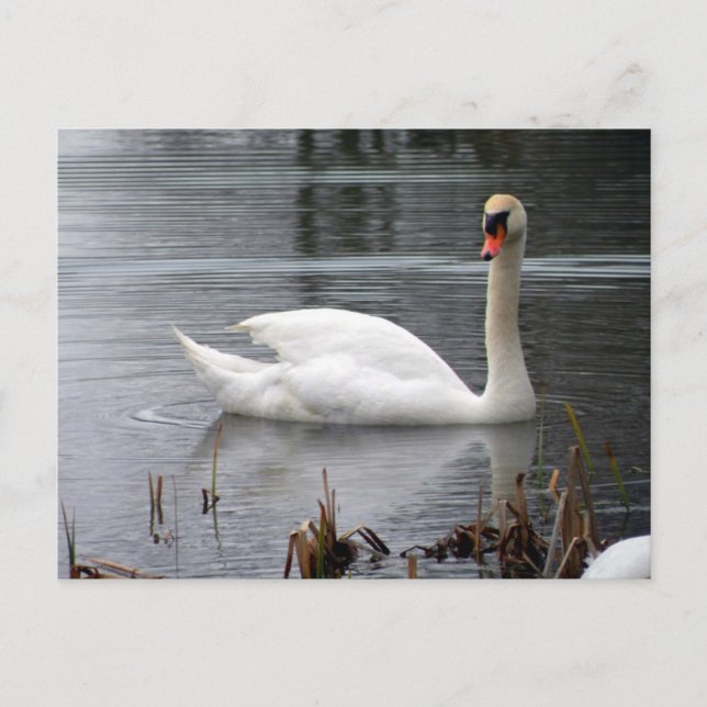 Swan Postcard Postkarte (Vorderseite)