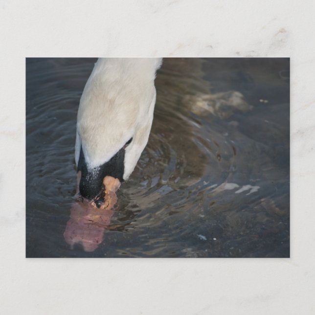 Swan Postcard Postkarte (Vorderseite)
