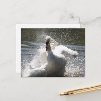 Swan Postcard Postkarte