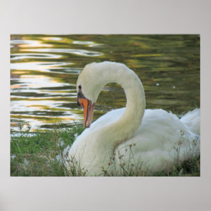 Swan-Poster Poster
