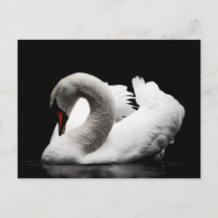 Swan-Postkarte Postkarte