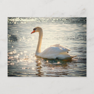 Swan-Postkarte Postkarte