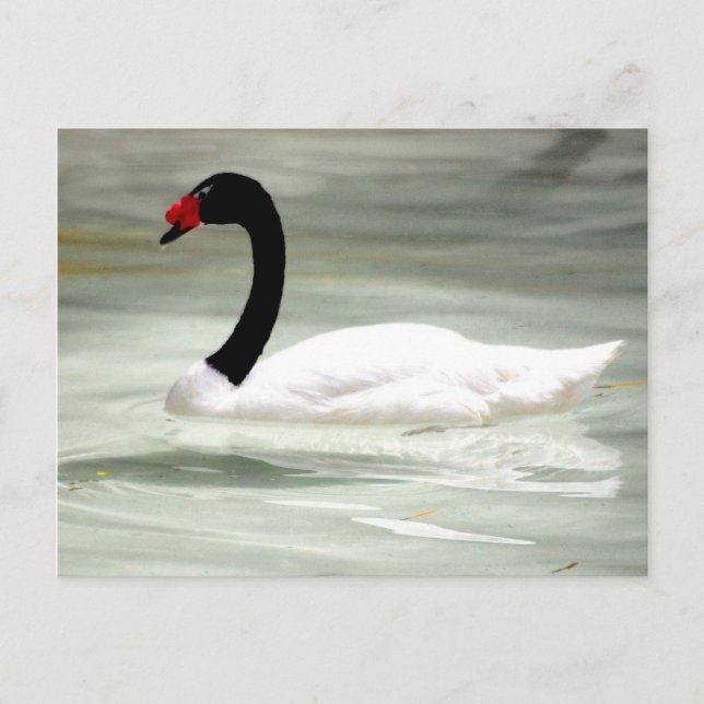 Swan-Postkarte Postkarte (Vorderseite)
