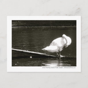 Swan Preening Foto Postcard by Brad Hines Postkarte