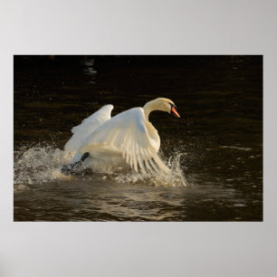 Swan Print plashend Poster