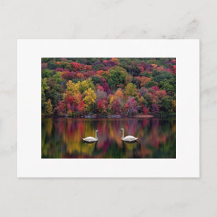 Swan Reflection Postcard Postkarte