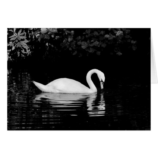 Swan, Roath Park, Cardiff. (Vorderseite (Horizontal))