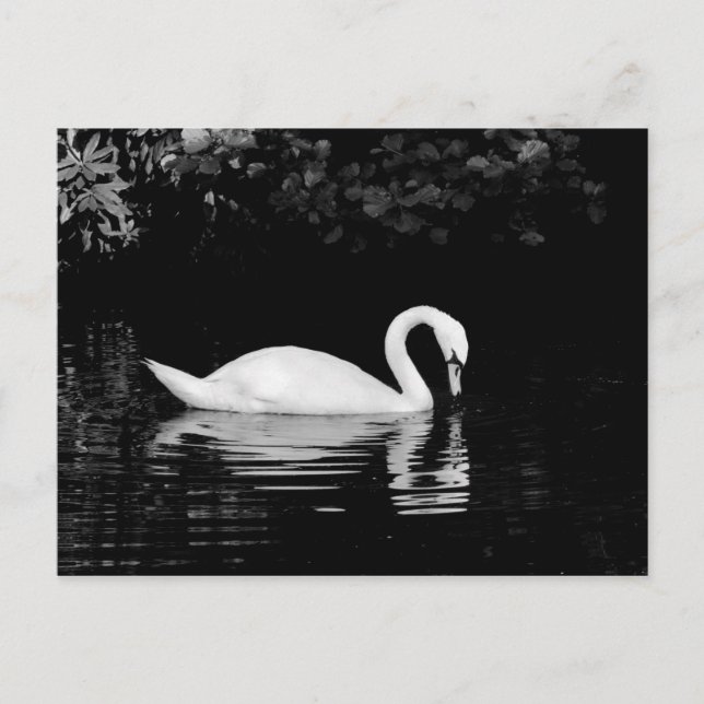 Swan, Roath Park, Cardiff. Postkarte (Vorderseite)