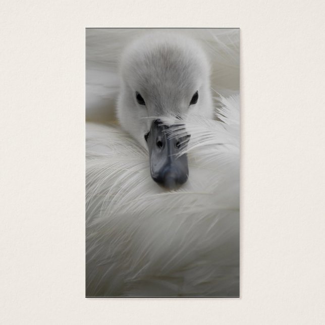 Swan, schöne weiße Federn, Schönheit Komfort (Vorderseite)