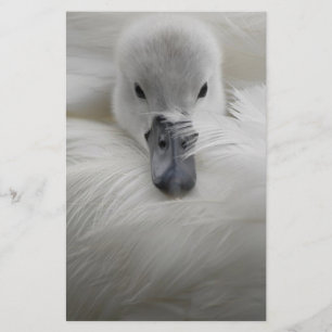 Swan, schöne weiße Federn, Schönheit Komfort