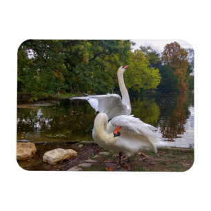 Swan-See Magnet