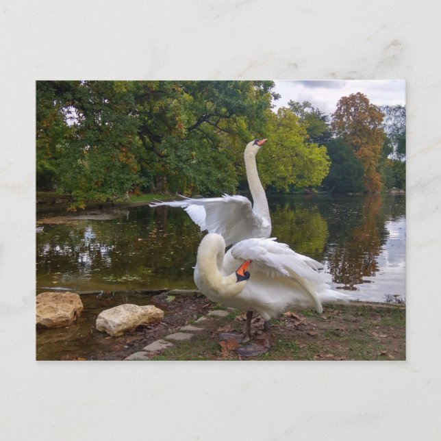 Swan-See Postkarte (Vorderseite)