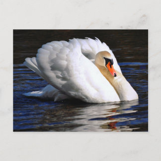 Swan Set Sail Postkarte