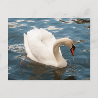 Swan Song Postkarte