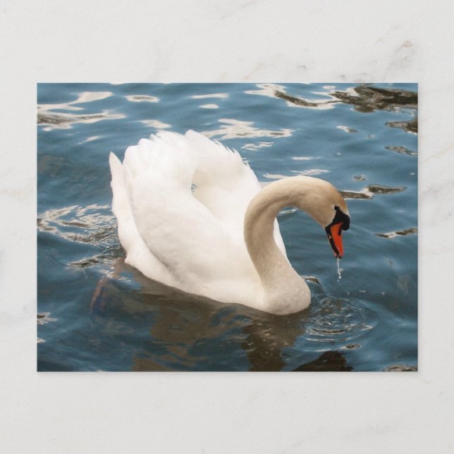 Swan Song Postkarte (Vorderseite)